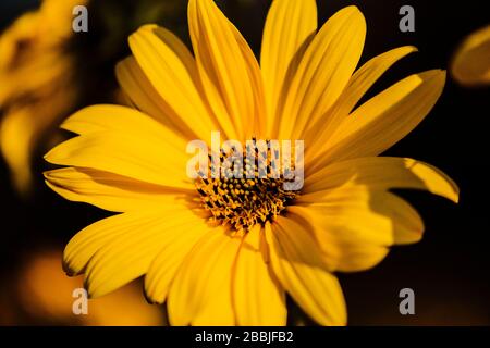 Primo piano di una coreopsi gialla Foto Stock