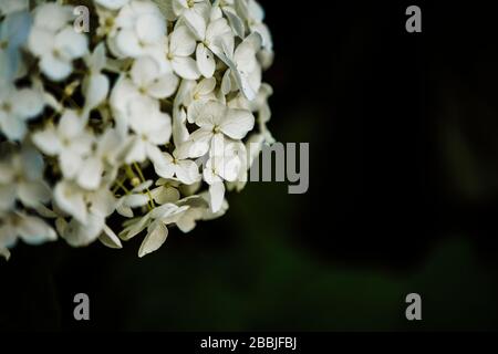 Primo piano di un fiore bianco di Hydrangea Annabell con sfondo scuro Foto Stock