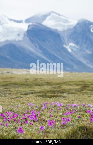 Fiori alpini al Passo di Akshayak, Baffin Island. Foto Stock