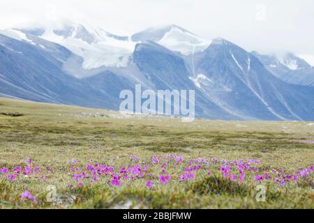 Fiori selvatici che crescono nell'Artico Tundra, Passo di Akshayak. Foto Stock