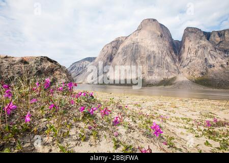 I fiori viola crescono accanto al fiume Owl nel Passo di Akshayak. Foto Stock