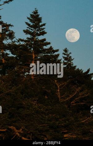 Vista dalla foresta di una luna piena che si erge sugli alberi Foto Stock