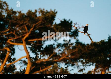 Ampia vista di un'aquila calva seduta su un ramo di albero Foto Stock