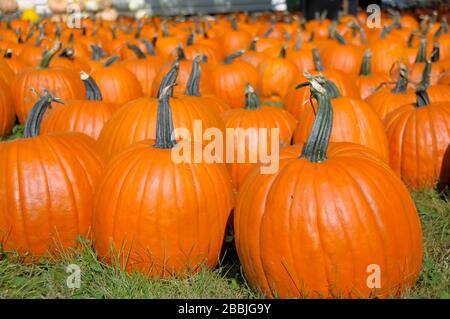 Campo di zucche pronto per essere prelevato Foto Stock