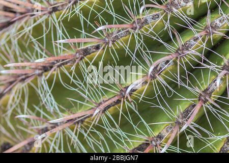 Primo piano delle spine di un cactus ferocactus wislizeni barile. Foto Stock