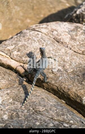 Varan sulla roccia, Phi Phi Island, Thailandia, Asia Foto Stock