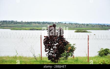 Pianta di colore rosso scuro e alberi di mango lungo una recinzione di collegamento a catena vicino al lago Cyambwe, Kirehe, Rwanda, Africa orientale Foto Stock