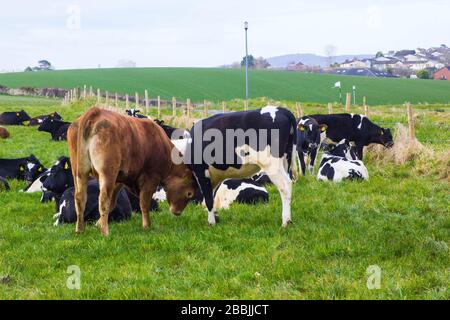 Bovini friesiani con un toro e vitelli che pascolano nell'angolo di un campo vicino al villaggio di Groomsport nel Nord dell'Irlanda del Nord Foto Stock