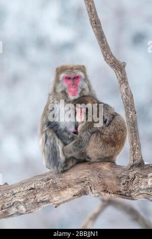 Macaque giapponese o scimmia neve (Macaca fuscata); madre e giovane nella neve, Giappone, da Dominique Bruad/Dembinsky Photo Assoc Foto Stock