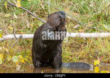 American Beaver (Castor canadensis), nutrirsi di Aspen quaking (Populus tremuloides), Nord America, di Dominique Braud/Dembinsky Photo Assoc Foto Stock