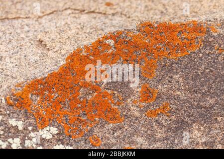 Elegante Sunburst Lichen, Rusavskia Elegans, Joshua Tree National Park, California, Stati Uniti Foto Stock