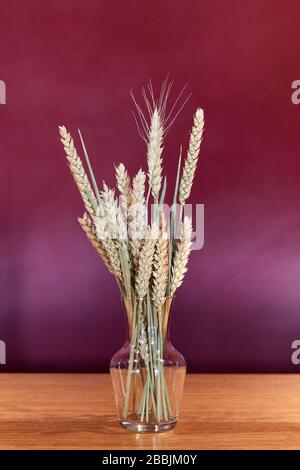 Mazzo di grani d'oro in piccolo vaso trasparente di vetro sul tavolo, sfondo color borgogna viola. Spighe di grano . Piccolo bouquet di grano secco. Foto Stock