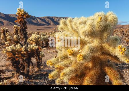 Teddy Bear cholla (Cylindropotia bigelovii) giardino, Joshua Tree National Park, California, Stati Uniti, all'inizio dell'inverno. Foto Stock