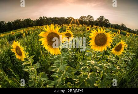 Girasoli luminosi, soleggiati e gialli in un campo con una vista distorta dalla lente fisheye. Foto Stock