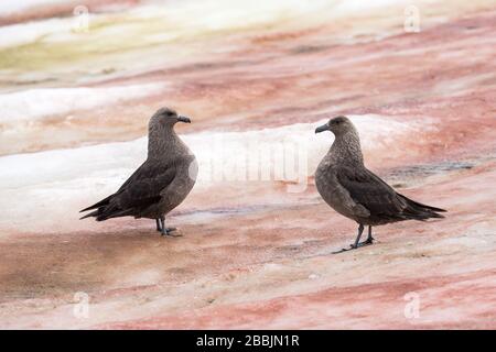 Coppia di Skua polare meridionale su ghiaccio Foto Stock