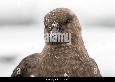 Primo piano di South Polar Skua Foto Stock