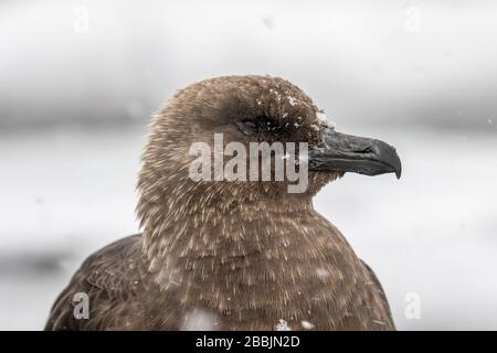 Primo piano di South Polar Skua Foto Stock