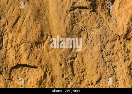 Petroglifi animali scolpiti dai popoli ancestrali del Pueblo, lungo il percorso del Petroglyph nel Chaco Culture National Historical Park, New Mexico, USA Foto Stock