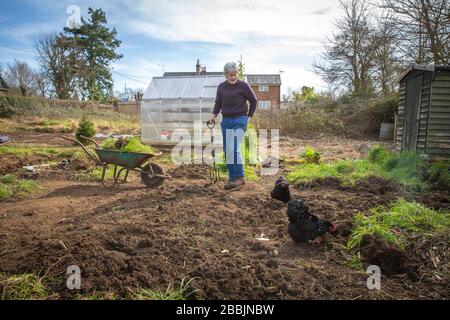 Lavorando su una nuova assegnazione per far crescere il nostro cibo e rimanere in salute con due polli per aiutare a pulire i grubs Foto Stock