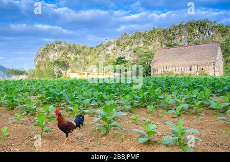 Rooster in Cigar Tobacco Field, Vinales, Pinar del Rio Province, Cuba Foto Stock