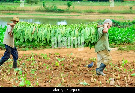 Raccolta tabacco, Vinales, Pinar del Rio Provincia, Cuba Foto Stock