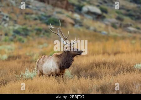 bolla matura Elk, Cervus elaphus, con nomi alternativi di Wapiti, Cervus canadensis e Elk nordamericano, nel Chaco Canyon, Chaco Culture National Foto Stock
