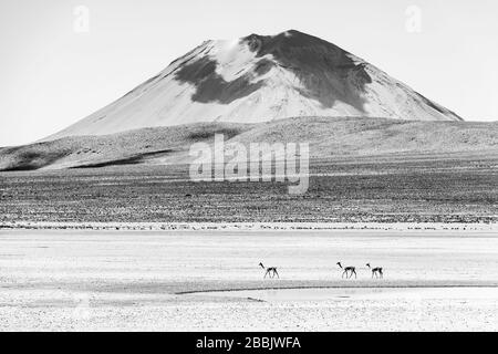 Foto in bianco e nero ad alto contrasto di tre vicuna che camminano di fronte al vulcano misti vicino ad Arequipa, Perù. Foto Stock