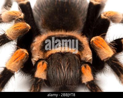 Primo piano del 'volto' di una colorata femmina suadena messicana tarantola (Brachypelma hamorii). Isolato. Questa specie è endemica del Messico Foto Stock