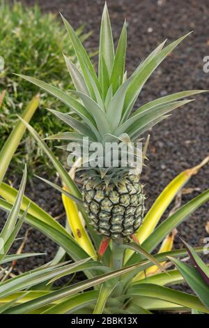 Una coltivazione di ananas sulla Big Island, Hawaii, USA Foto Stock