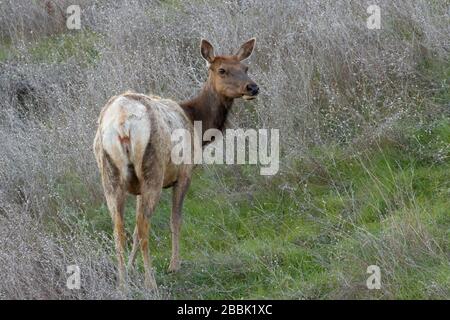 Tule Elk, Berryessa Snow Mountain National Monument, cache Creek Natural Area, California Foto Stock