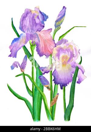 Bella acquerello irises illustrazione disegno Foto Stock