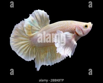 Golden Dumbo Ear Halfmoon Plakat HMPK Betta maschio o Plakat Fighting Fish Splendens su sfondo nero. Foto Stock