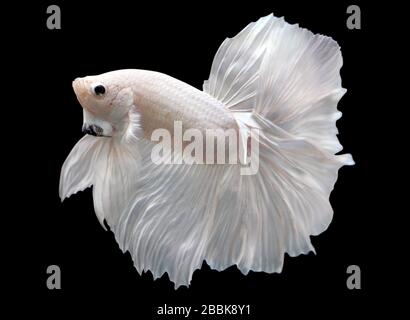 Betta White Platinum Halfmoon HM maschio o Plakat Fighting Fish Splendens su sfondo nero. Foto Stock