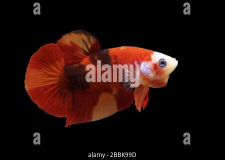 Betta Koi Nemo Halfmoon Plakat HMPK maschio o Plakat Fighting Fish Splendens su sfondo nero. Foto Stock