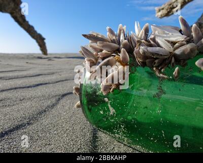 Bottiglia di birra verde completa di colonia di cozze lavate su una spiaggia sulla costa occidentale della Nuova Zelanda. Foto Stock