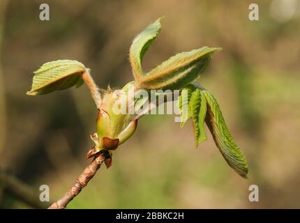Il germoglio di un albero di castagna di Cavallo, l'ippocastano di Aesculus, che si apre nel sole primaverile. Foto Stock