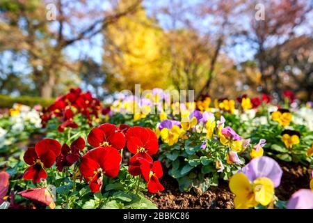 Fiori colorati in giardino in una giornata di sole in autunno Foto Stock