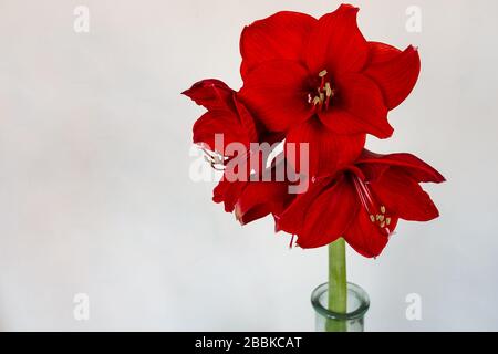 Grande, fiore rosso testa di amaryllis Foto Stock