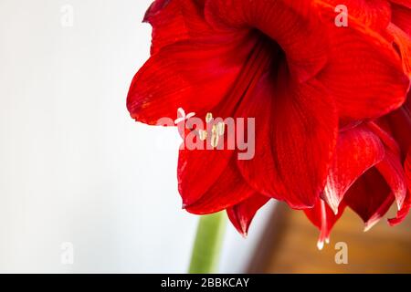 Grande, fiore rosso testa di amaryllis Foto Stock