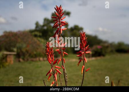 Aloe vera solitaria Foto Stock