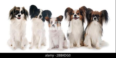 Papillon cani di fronte a uno sfondo bianco Foto Stock
