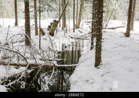 Ultima nevicata nella pineta nei pressi del lago Selbu, Norvegia Foto Stock