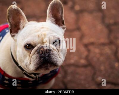Primo piano del bulldog francese che guarda la macchina fotografica Foto Stock