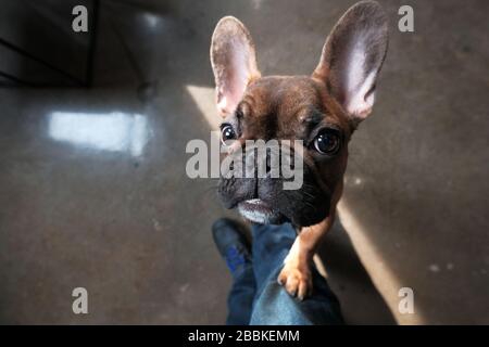 Bella bulldog francese cane Foto Stock