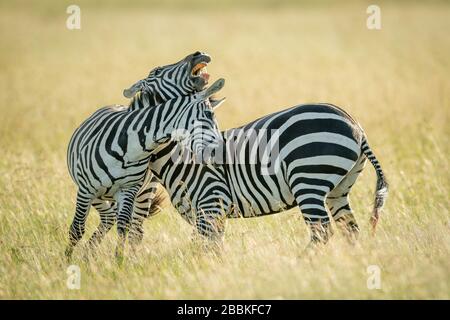 Pianure zebre giocare lotta in erba lunga Foto Stock