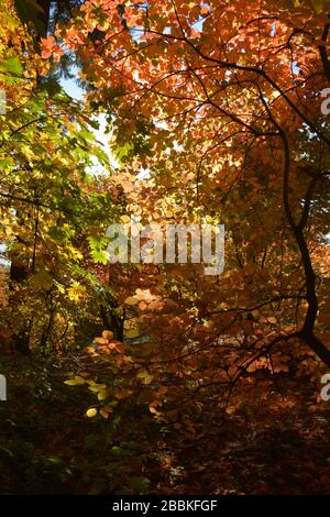 Splendidi colori autunnali all'Hoyt Arboretum, Portland, Oregon, USA Foto Stock