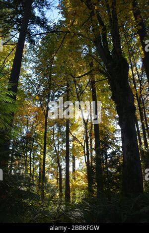 Splendidi colori autunnali all'Hoyt Arboretum, Portland, Oregon, USA Foto Stock