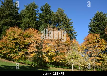 Splendidi colori autunnali all'Hoyt Arboretum, Portland, Oregon, USA Foto Stock