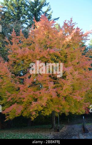 Splendidi colori autunnali all'Hoyt Arboretum, Portland, Oregon, USA Foto Stock