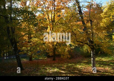 Splendidi colori autunnali all'Hoyt Arboretum, Portland, Oregon, USA Foto Stock